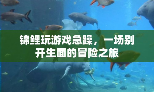 錦鯉的冒險(xiǎn)之旅，急躁中的游戲挑戰(zhàn)
