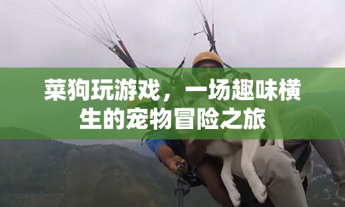 菜狗玩游戲，寵物冒險(xiǎn)之旅趣味橫生