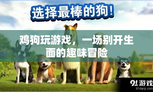 雞狗玩游戲，一場別開生面的趣味冒險