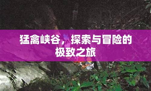 猛禽峽谷，探索與冒險(xiǎn)的極致之旅