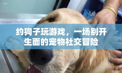 寵物社交新體驗，約狗子玩游戲，開啟寵物冒險之旅