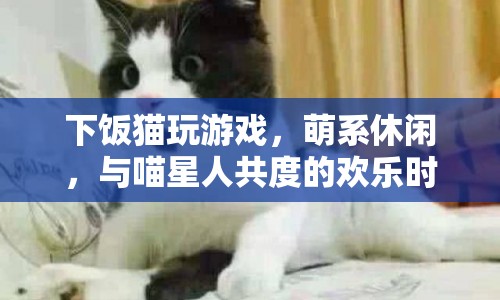 下飯貓，萌系休閑，與喵星人共度的歡樂(lè)時(shí)光