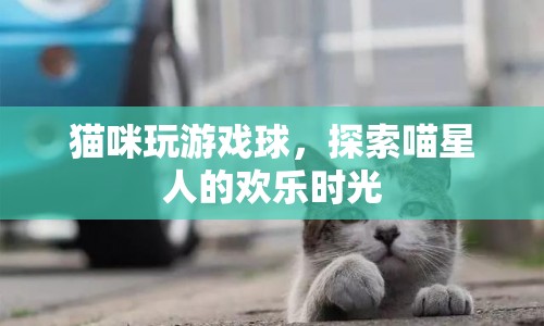 喵星人歡樂時光，貓咪與游戲球的奇妙冒險