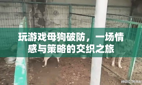 一場(chǎng)情感與策略的交織之旅，玩游戲母狗破防