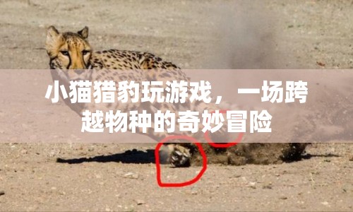 小貓與獵豹的奇妙冒險(xiǎn)，跨越物種的友誼