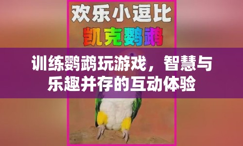 鸚鵡玩游戲，智慧與樂趣并存的互動(dòng)體驗(yàn)