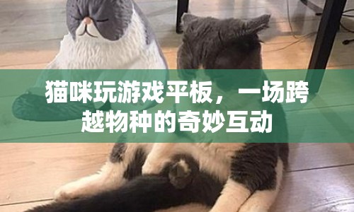 貓咪與平板，一場跨越物種的奇妙游戲互動