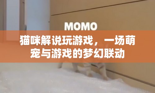 貓咪解說玩游戲，萌寵與游戲的夢幻聯(lián)動