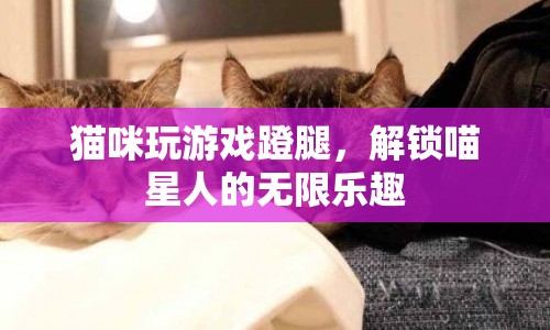 貓咪蹬腿玩游戲，解鎖喵星人的無限樂趣