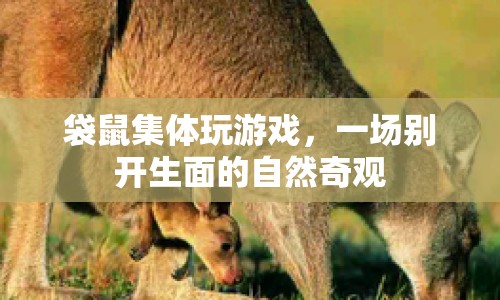 袋鼠集體嬉戲，自然奇觀令人嘆為觀止