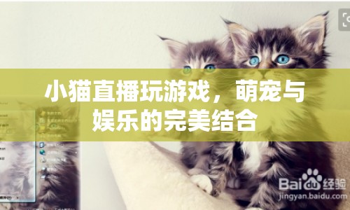 萌寵娛樂新寵，小貓直播玩游戲