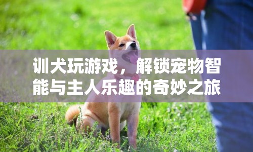 解鎖寵物智能與主人樂趣，訓(xùn)犬玩游戲的奇妙之旅